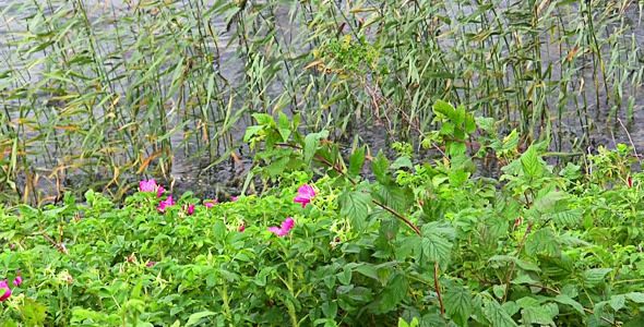 Dog-Rose In The Wind On The Water