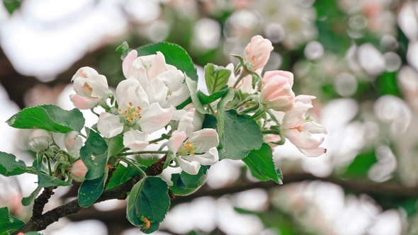 Apple Trees Flowers. the Seed-bearing Part of a Plant