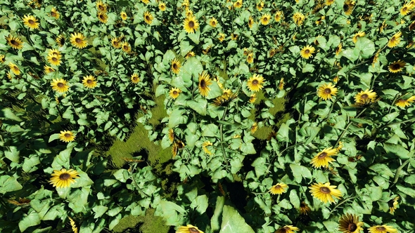 Field of Blooming Sunflowers alt