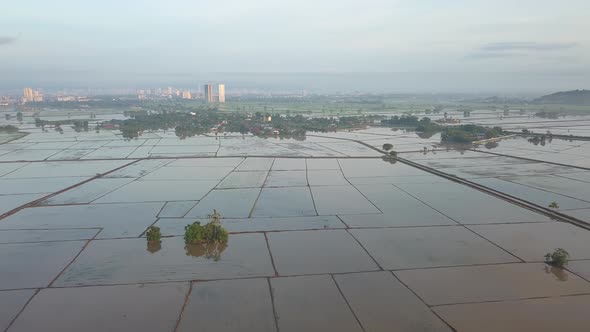 Aerial view flood paddy field