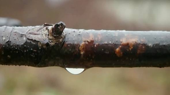 Water Drop on a Branch of Wood