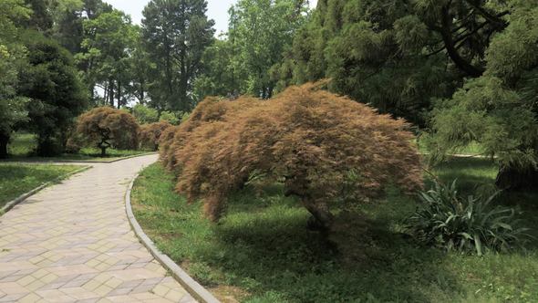 Footpath in One of the Biggest Botanical Park - Batumi, Georgia