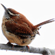 Wren Bird Song