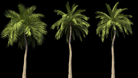 4K Beach Palms Growing Timelapse alt