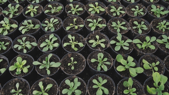 View of Green Seedlings in a Greenhouse.