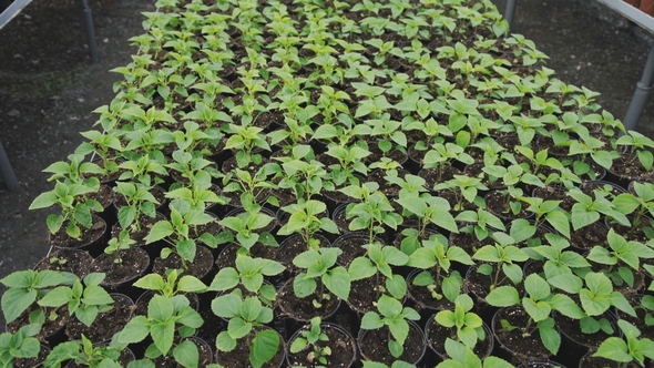 Background of Many Flowerpots