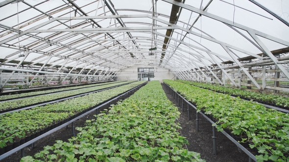 View of Greenhouse with Flowerpots.