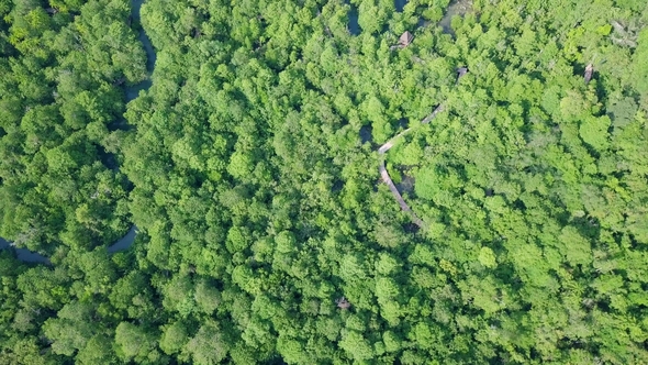 View of Mangrove Forest. Top View of Pa Phru Tha Pom Khlong Song Nam Park in Krabi, Thailand