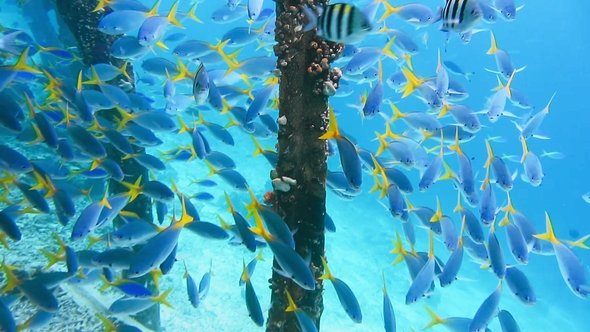 Swarm of Yellow Tail Fusilier, Caesio Cuning, Swimming Near Pier Pole, Raja Ampat, Indonesia