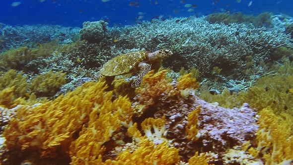 Green Sea Turtle Swimming in Underwater Current Over a Colorful Soft Coral Reef. Hard Corals in