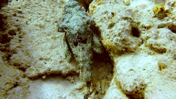 Very Poisonous Camouflage Stone Fish on the Bottom Lay Between Rocks for Victim