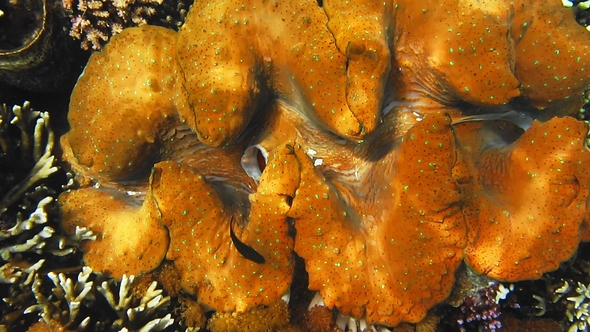 Colorful Giant Clam Tridacna Gigas Grows in the Shallow Ocean Water of Raja Ampat, Indonesia