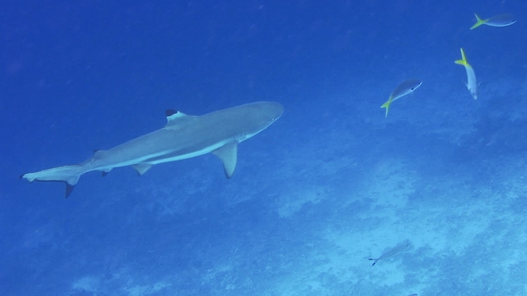 Blacktip Reef Shark Swimming in a Current and Hunting Over Coral Reef