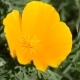 Yellow Beautiful Flower in Garden Illuminated by the Sun - VideoHive Item for Sale