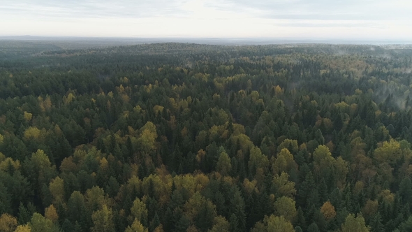 Forest From a Bird's-Eye View