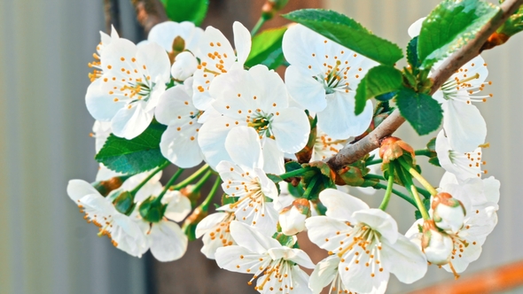 White Flowers of the Cherry Blossoms