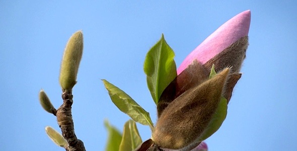 Magnolia Blossoms II - Pack 7