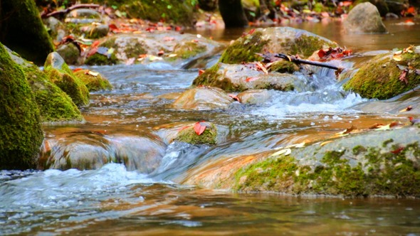 Creek Cascade with Fallen Red Leaves in Fall