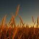 Wheat Field 4k - VideoHive Item for Sale