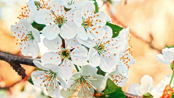 White Flowers of the Cherry Blossoms