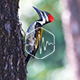 Woodpecker in the Forrest Loop