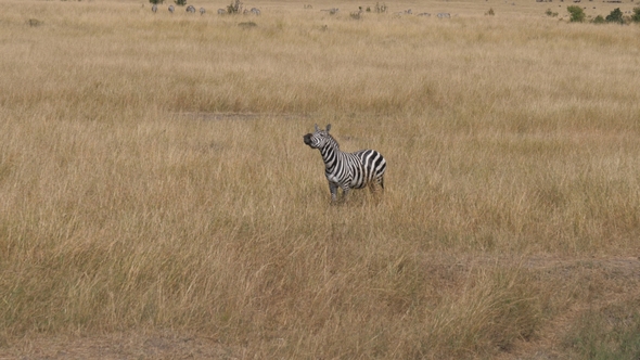 Lonely Zebra Nods His Face