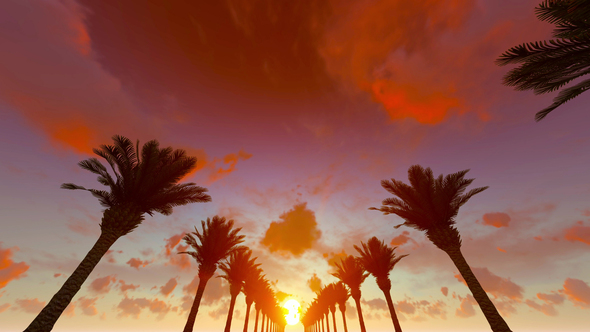 Palms Sunrise alt