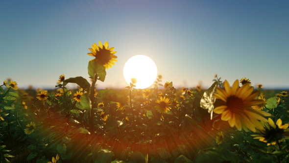 Sunflower Field at Sunset