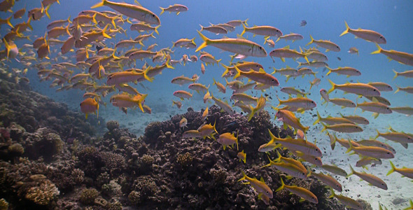 Shoal Of Yellow Fish On The Coral Reef