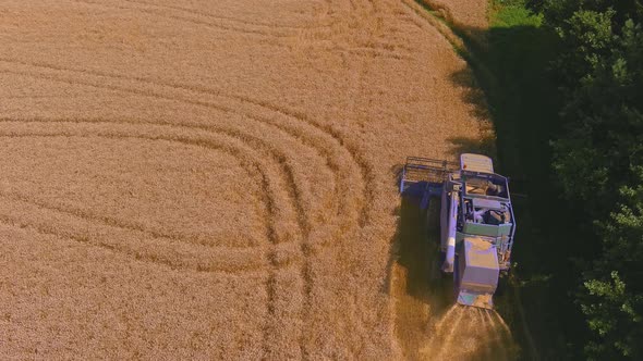 Harvesting Golden Ripe Wheat on the Field