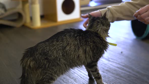 A Woman Stroking an Exhausted Cat. Cat with Stiff Fur Gets Pleasure From the Fact That the Woman