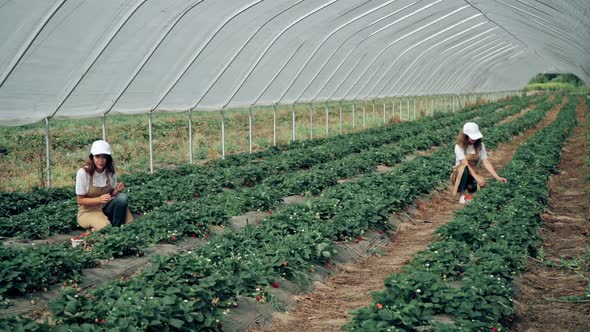 Women Collecting Ripe Strawberries Harvest at Greenhouse