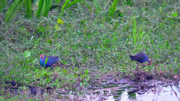 Purple Swamphen Bird (Porphyrio Porphyrio) in Water Lily Leaves at Thale Noi Waterfowl Reserve Lake