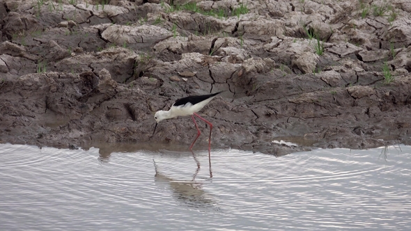 Black-winged Stilt Bird (Himantopus Himantopus) in Nature at Thale Noi Waterfowl Reserve Lake