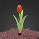 Animated Tulip Flower - 3DOcean Item for Sale