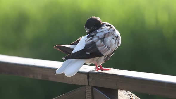 Beautiful Pigeon Cleans Feathers Sitting in the Park