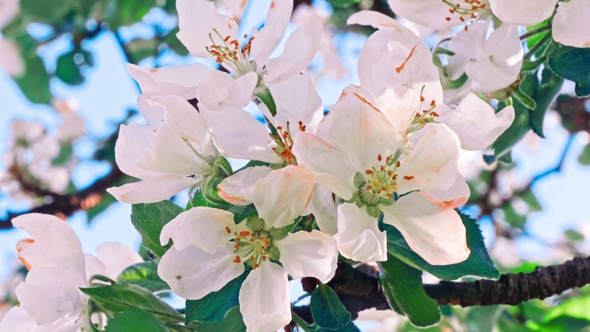 Apple Trees Flowers. the Seed-bearing Part of a Plant