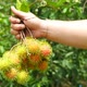 Fresh rambutan in hand.the exotic fruits - VideoHive Item for Sale