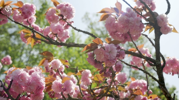 Beautiful Blooming Pink Cherry Blossoms in the Japanese Garden