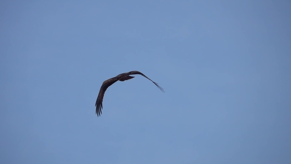 Black Kite (Milvus Migrans) Flying in Clear Blue Sky