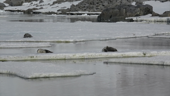 Weddell Seal Laying on the Ice