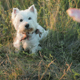 A Little Girl is Holding Halves of a Sandwich in Her Hands and is Feeding a Dog - VideoHive Item for Sale