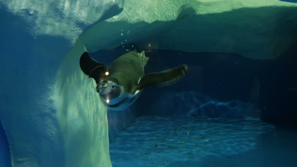 Little Penguin at the Zoo Swims