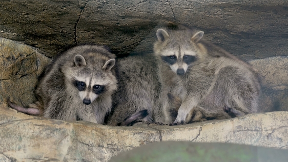 Family of Raccoons Sitting on the Tree