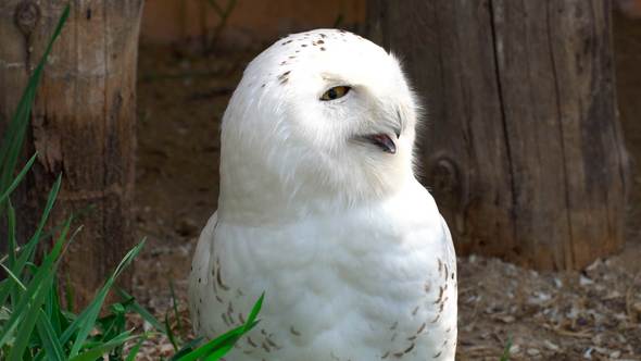 Arctic Owl