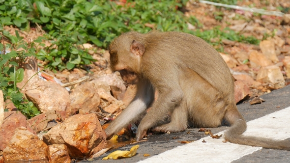 Funny Monkey Washes Brick in the Water