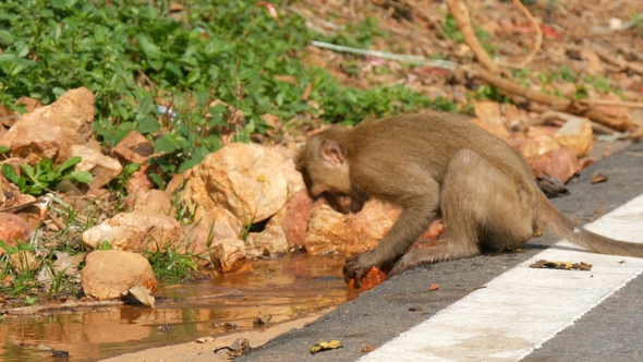 Funny Monkey Washes Brick in the Water