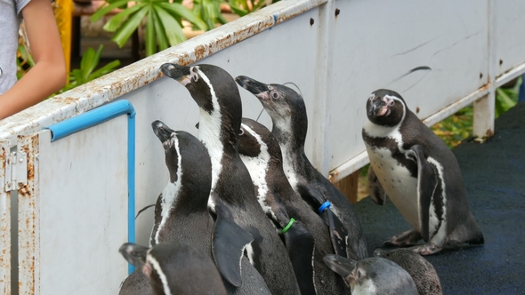 Little Young Penguins Are Walking Along a Corridor in the Zoo. Many Penguins Walk Funny