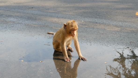 Funny Monkey Cub Drinks Water Directly From a Puddle