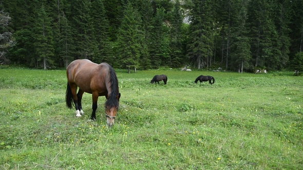 Group of Horses in the Summer Pasture